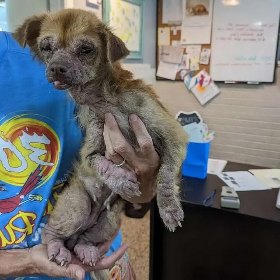 Вот так выглядела одна из бродяжек когда ее только нашли. От инфекции она даже не могла открыть глаза