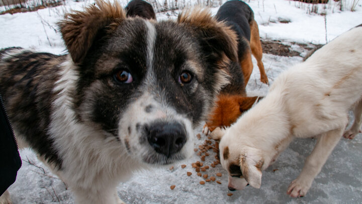 ФОТО: SVETLANA VOZMILOVA/GLOBALLOOKPRESS