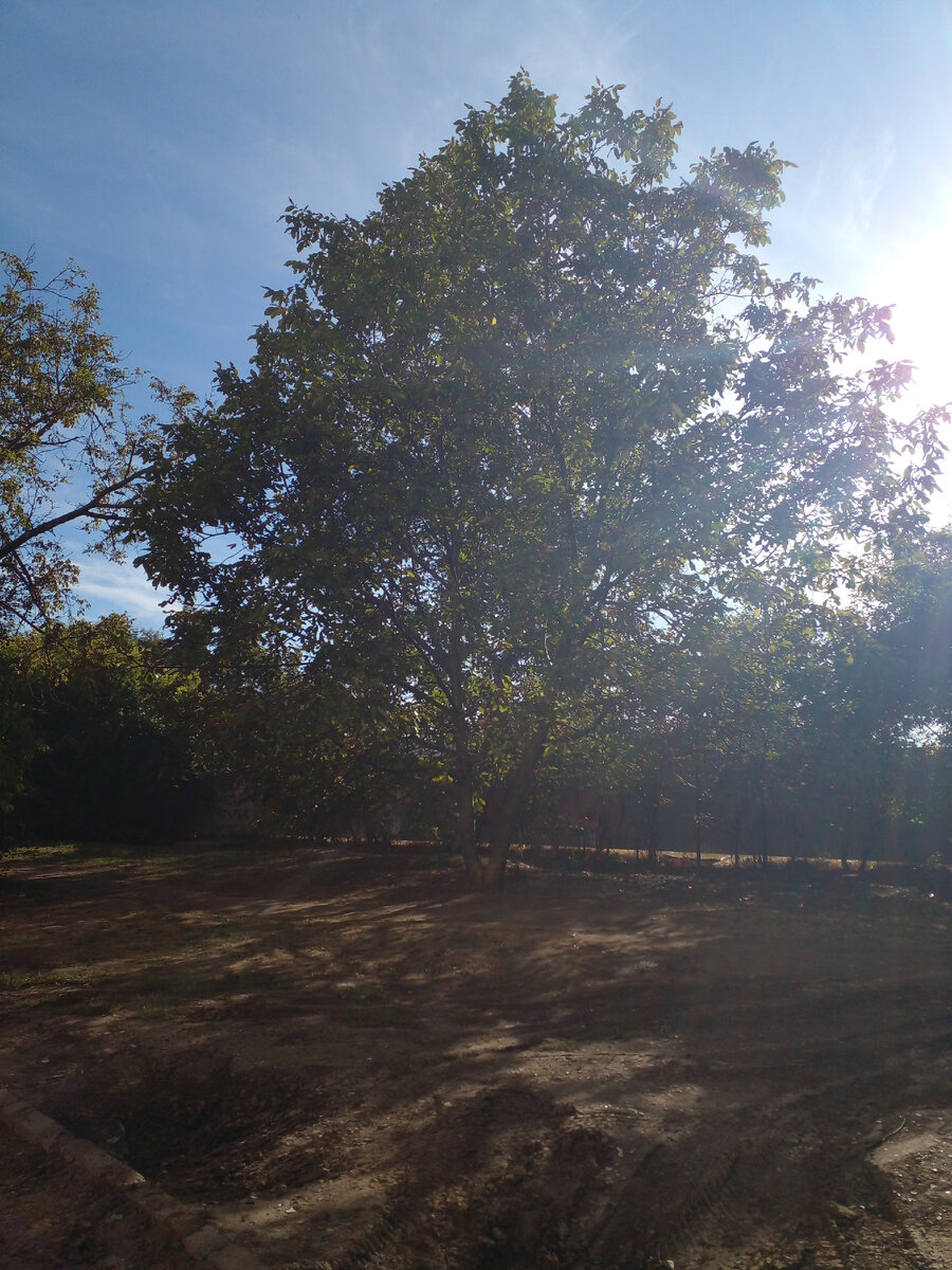 Наличие души у деревьев: факт или вымысел