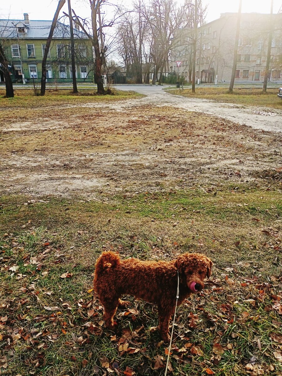 Румпель: - А ту умеешь свой нос облизывать?