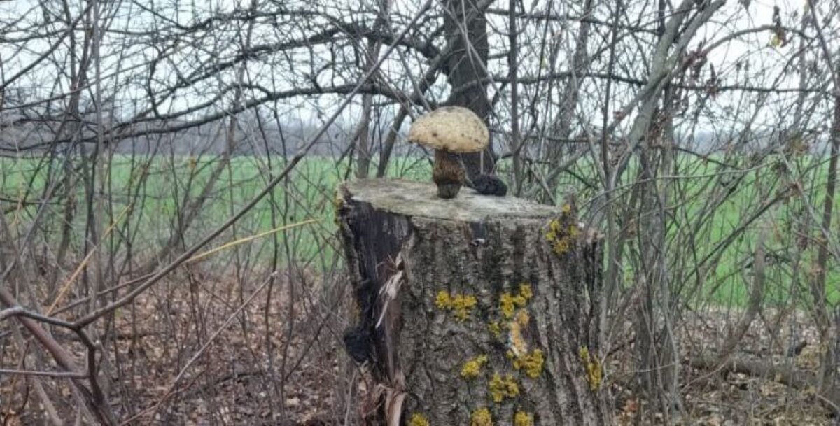    В Курской области обнаружены необычные грибы