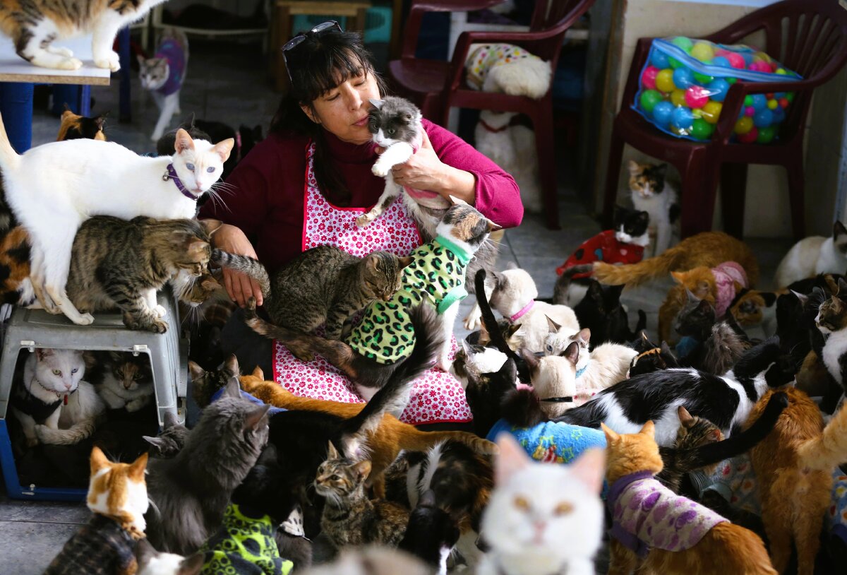 Дома живет кошка. Женщина с кучей кошек. Много котов в квартире. Много животных в квартире. Женщина с кошкой.