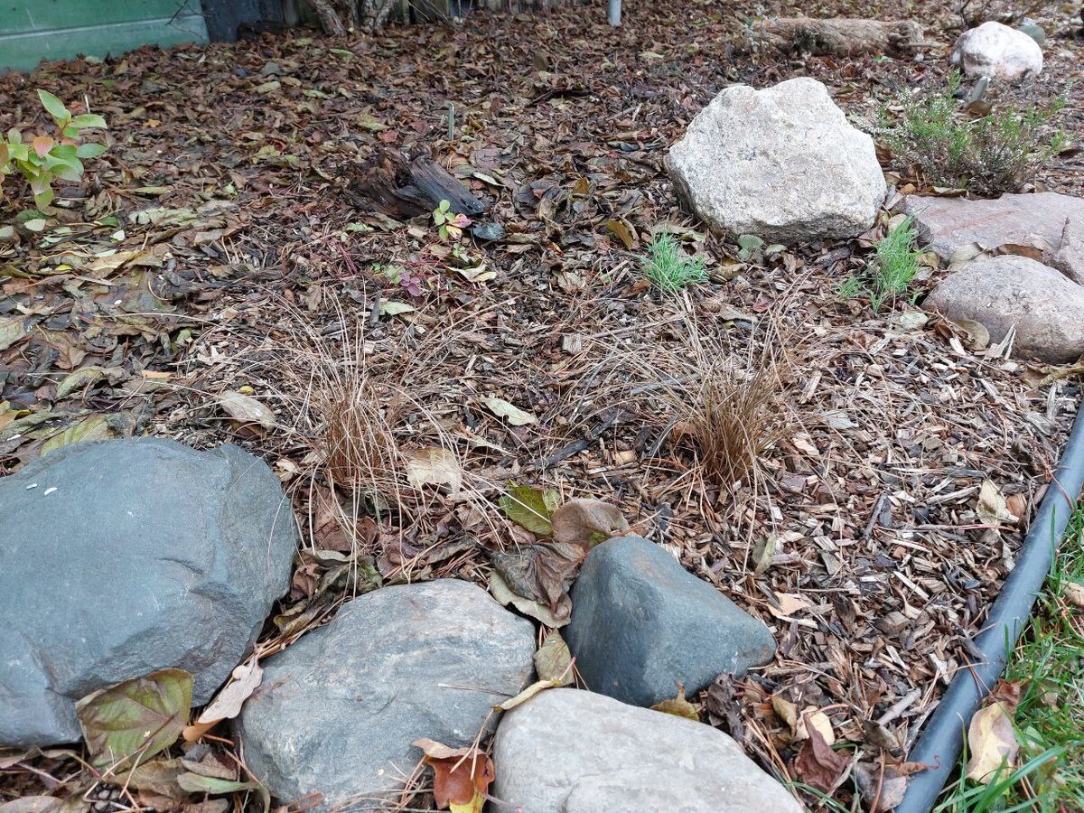 Здесь, если повезет, в апреле зацветет Alba Caerulea