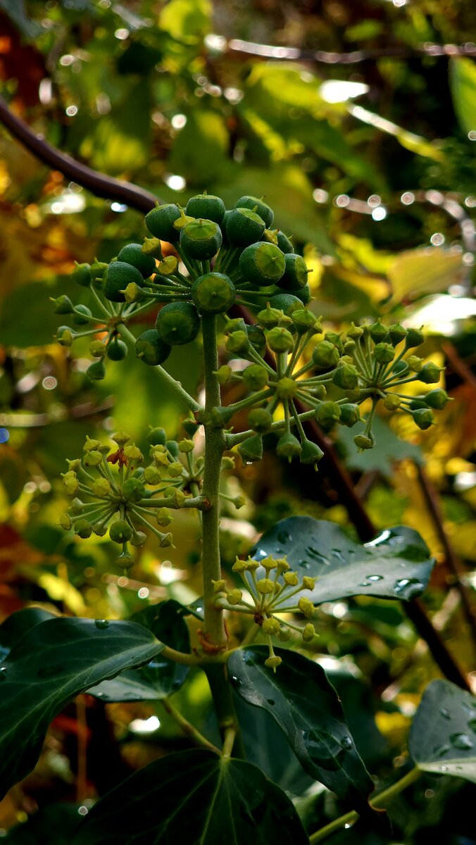 Дождливое утро и покупки в Ozon. Начались работы по внутренней отделки ...