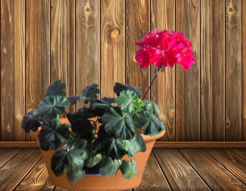 Пеларгония Бруксайд Фламенко (Brookside Flamenco)