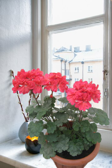 Пеларгония Бруксайд Фламенко (Brookside Flamenco)