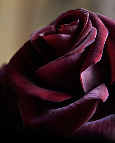 Роза из букета Юрия. 