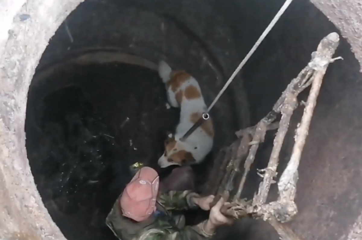    В Омске спасли собаку, упавшую в колодец