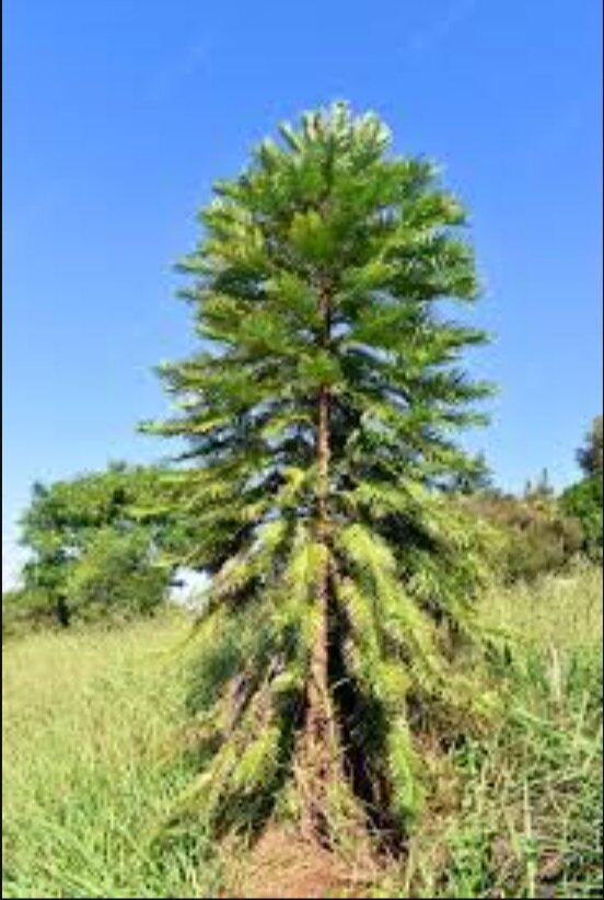 Дерево "Wollemia nobilis"