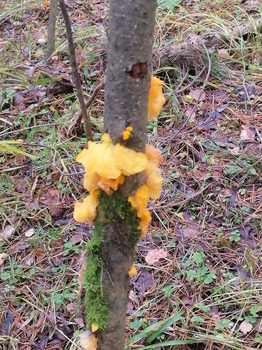 Дрожалка на сухом деревце. 