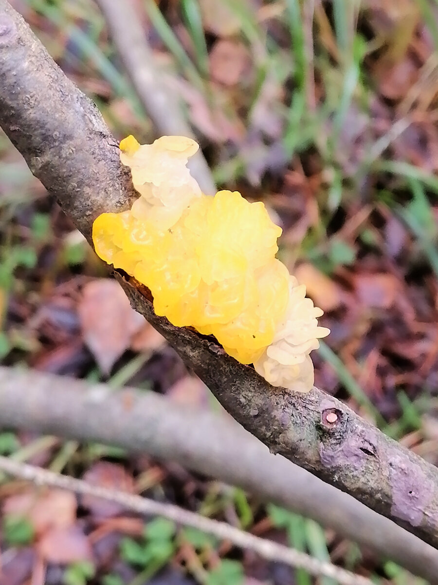 Это уже пожившая дрожалка 