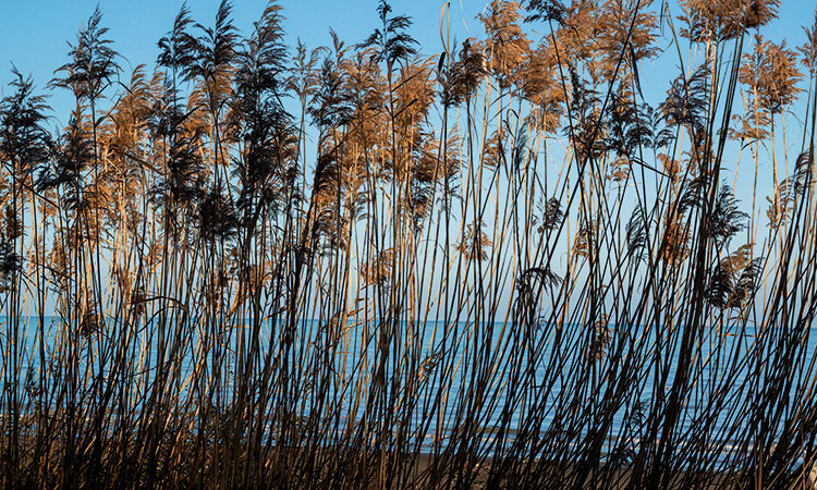 Заросли тростника на берегу Каспийского моря