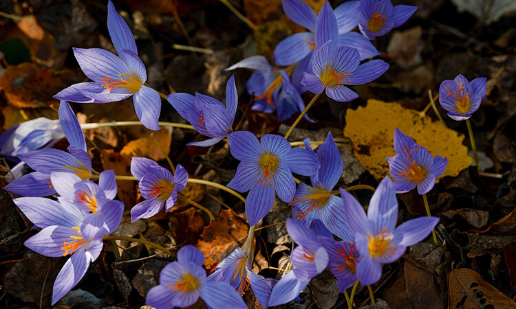Осеннее цветение крокусов