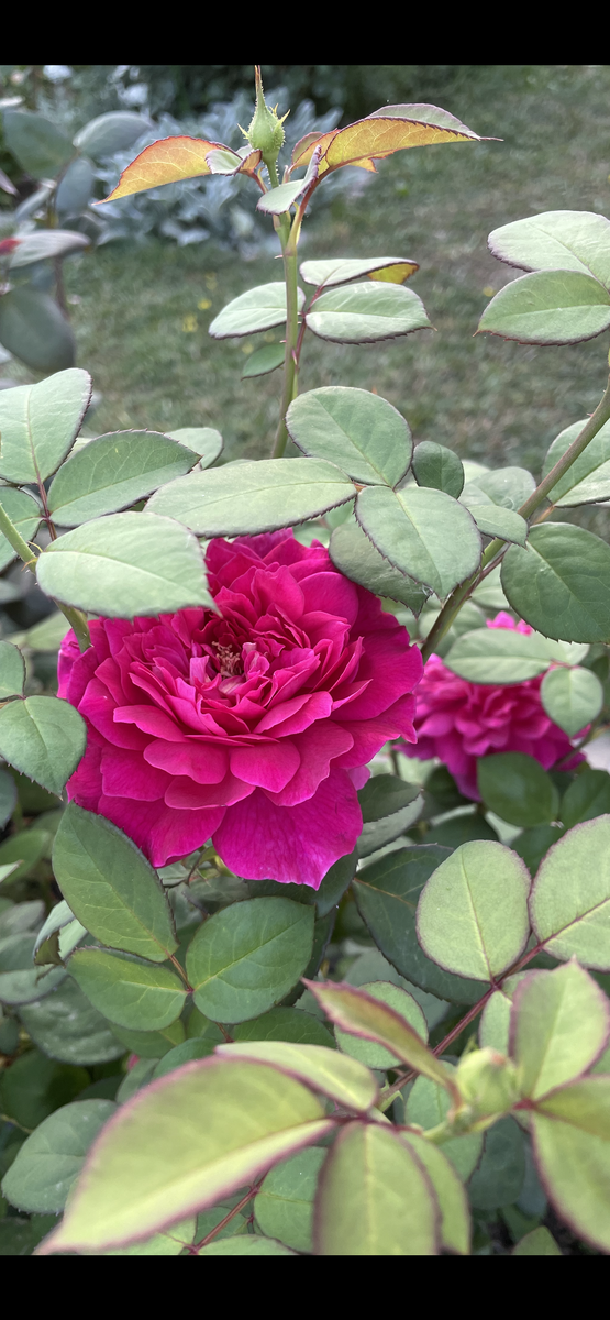 фото Аллы 2022 г.