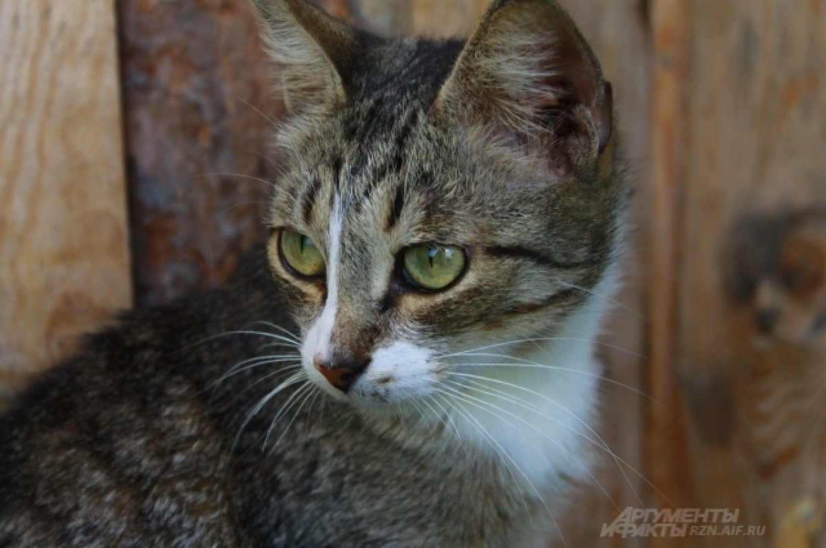    Вандалы в Петербурге сожгли кошкин дом
