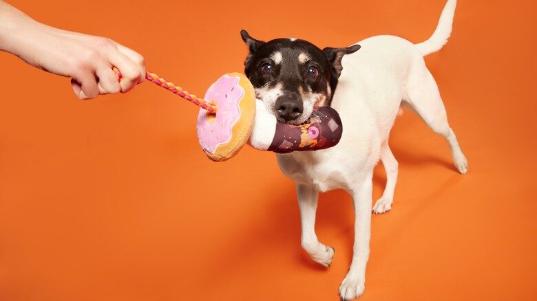 Фото с сайта https://www.mashed.com/1434256/dunkin-bringing-back-cute-coffee-themed-dog-toys-2023/