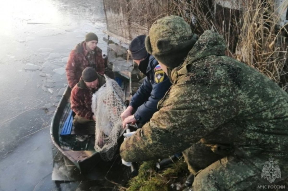    В Тюмени спасли молодого лебедя, застрявшего на пруду