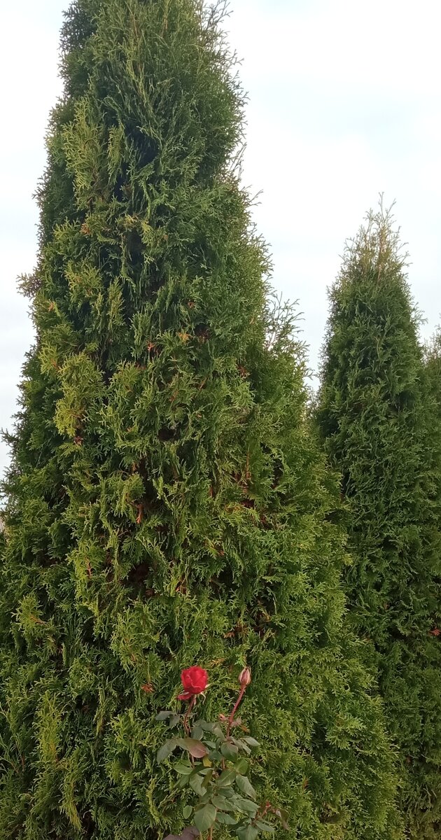 Последние осенние розы... Фото автора