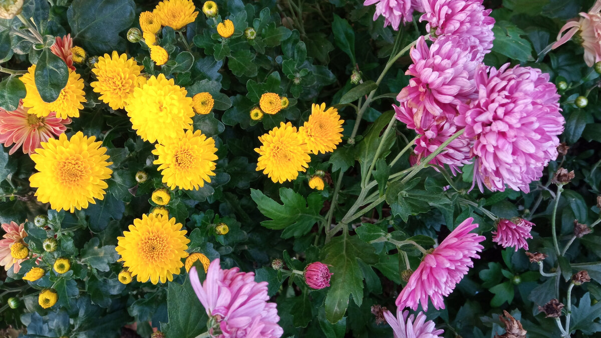 Цветы в начале осени. Фото автора.