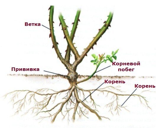 Какое расположение у розы