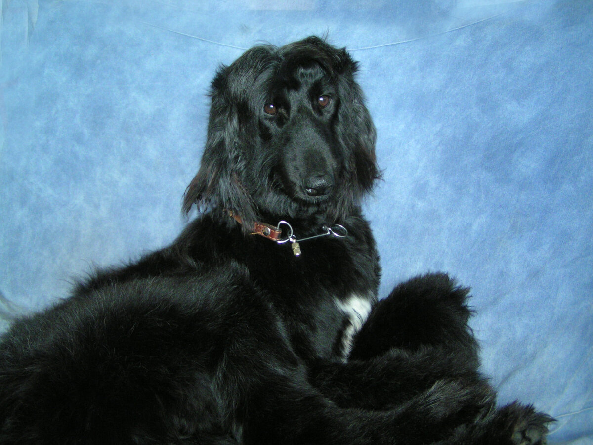 Степан обрастает и хорошеет