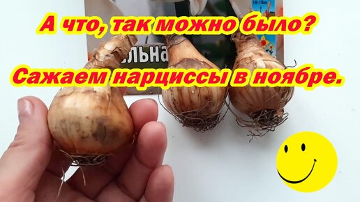 А что, так можно было? Сажаем нарциссы в ноябре.