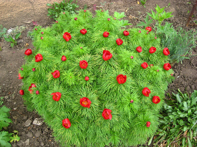 Фото участницы конкурса Энциклопедии Пионов Ирины С.