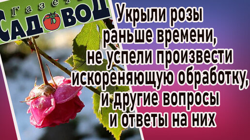 Укрыли розы раньше времени, не успели произвести искореняющую обработку, и другие вопросы