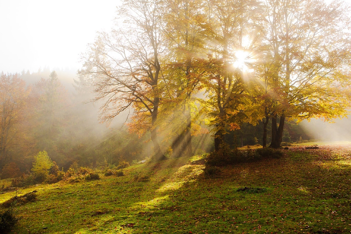 Яндекс Картинки.