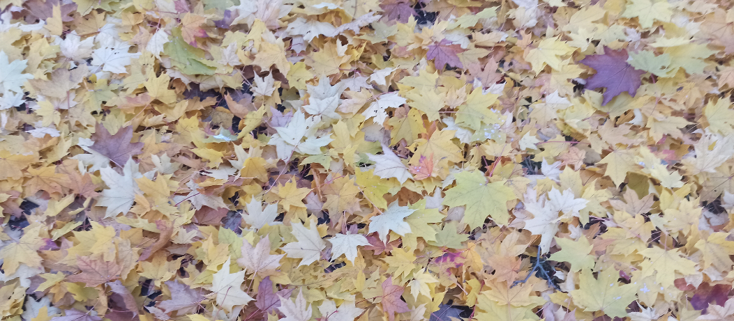 Осенние листья  у меня во дворе 🌿🍁