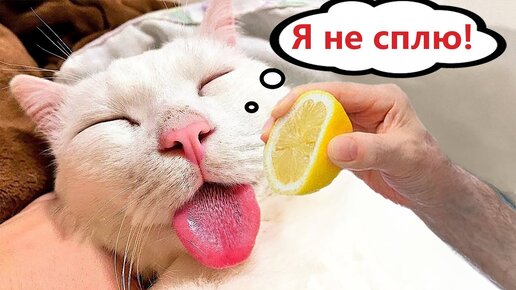 Приколы с котами! С ОЗВУЧКОЙ! - КАК СПЯТ КОТЫ! Смешные коты - Самые смешные животные!