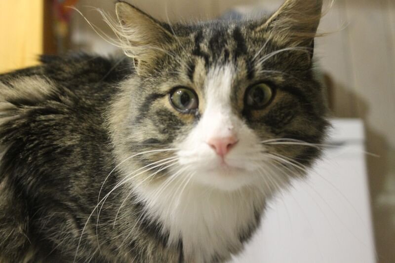 какой маргарин? не был, не привлекался, не участвовал!!! кот - не виноват!!!