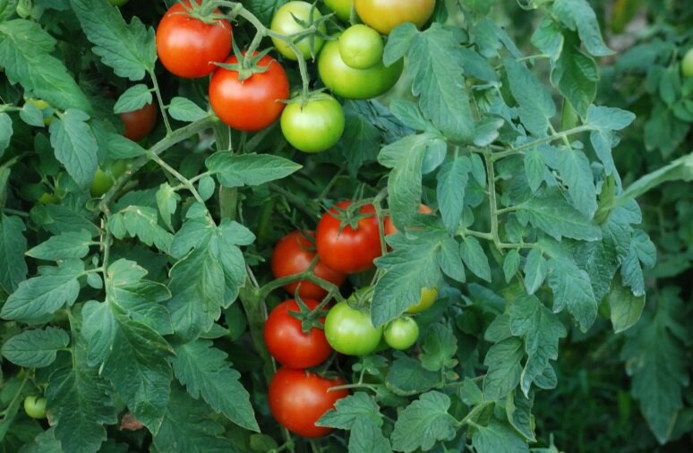 Любимые томаты: ровные, красивые, не болеют, вкусные, вяжут до осени (ипочему я раньше о них не знала - не понимаю)