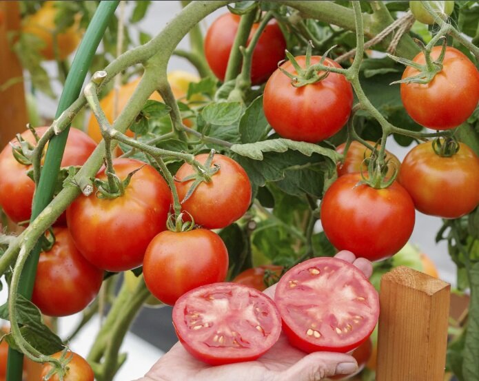 Любимые томаты: ровные, красивые, не болеют, вкусные, вяжут до осени (ипочему я раньше о них не знала - не понимаю)