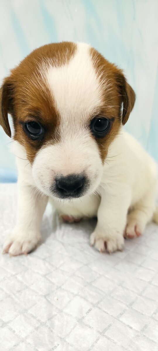 Лакки -Чаки перед операцией.