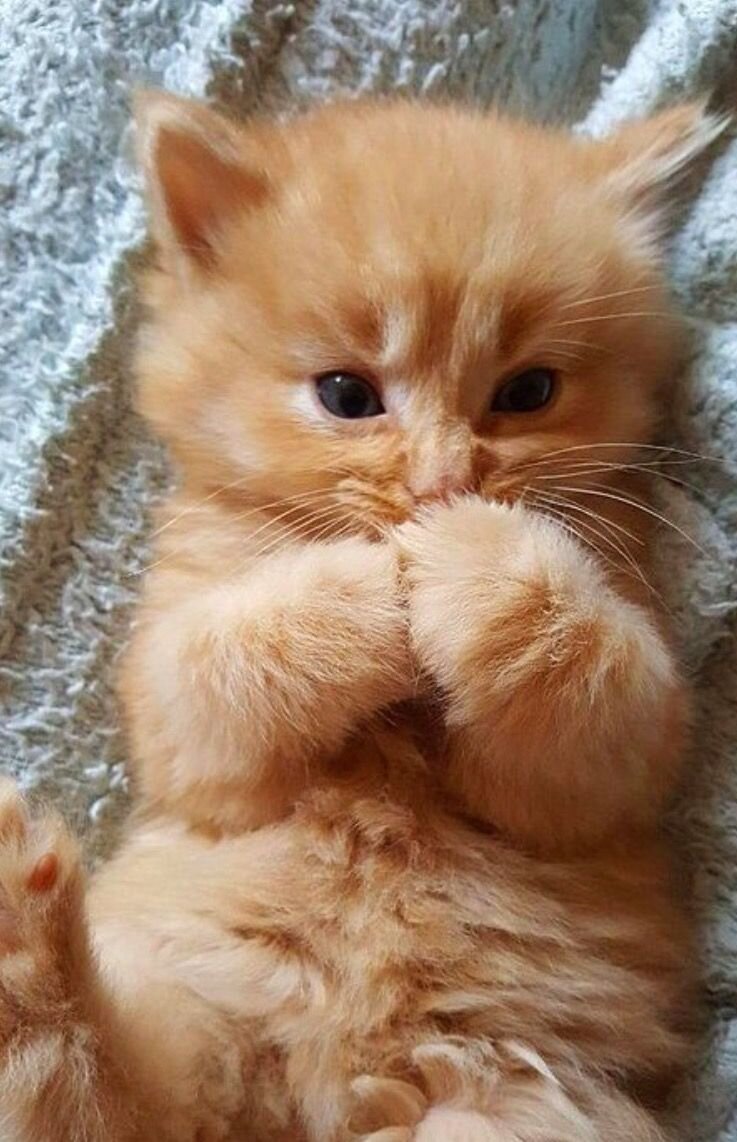 Источник фото: https://yandex.ru/images