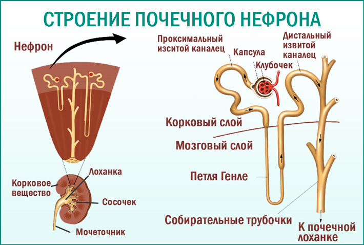 Нефрон почки. Строение нефрона почки анатомия. Строение нефрона почки человека. Строение нефрона почки животного. Анатомия почечного нефрона