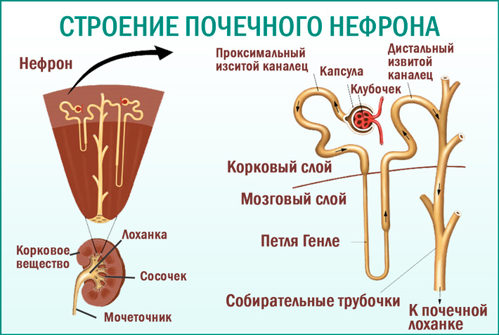 Структурный элемент почки нефрон. Строение нефрона почки анатомия. Схема строения нефрона почки. Строение нефрона почки человека. Функция капсулы нефрона почки.