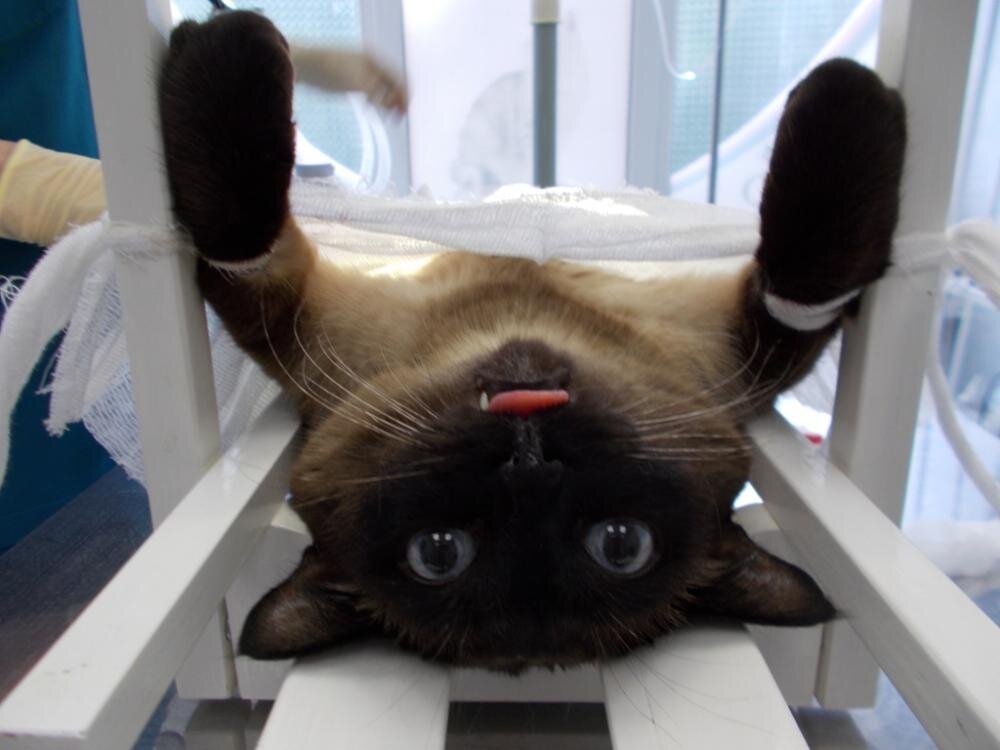 Кошка в состоянии наркоза.