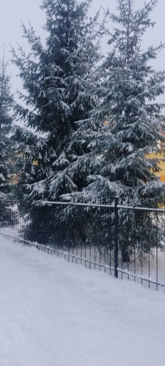 Такие красивые елочки растут на территории школы, где я работаю. Зимняя сказка. 