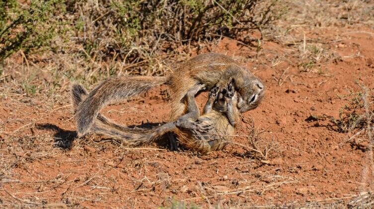    Ухаживания африканских сусликов Фото: Depositphotos