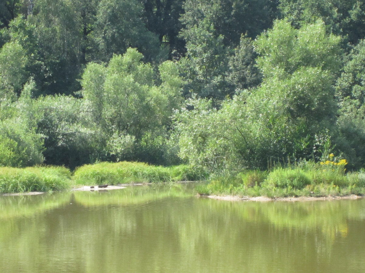 Лесной участок у реки