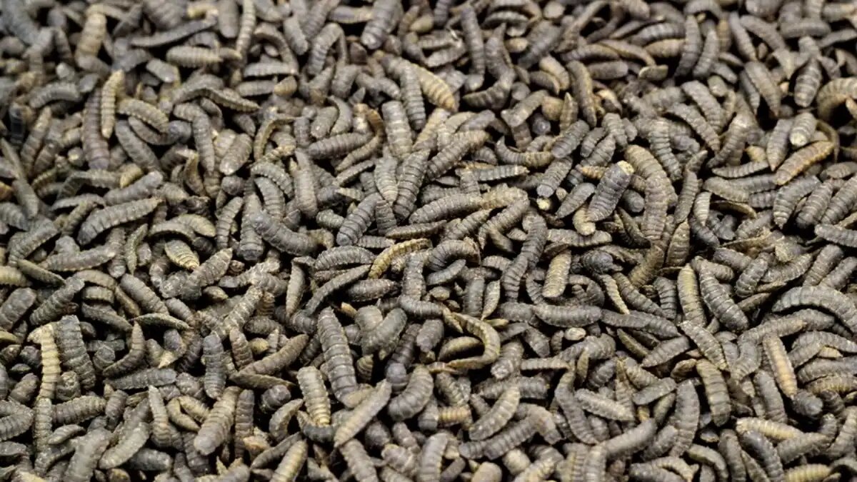 Фото:catalog-photo.ru Личинки мухи черная львинка