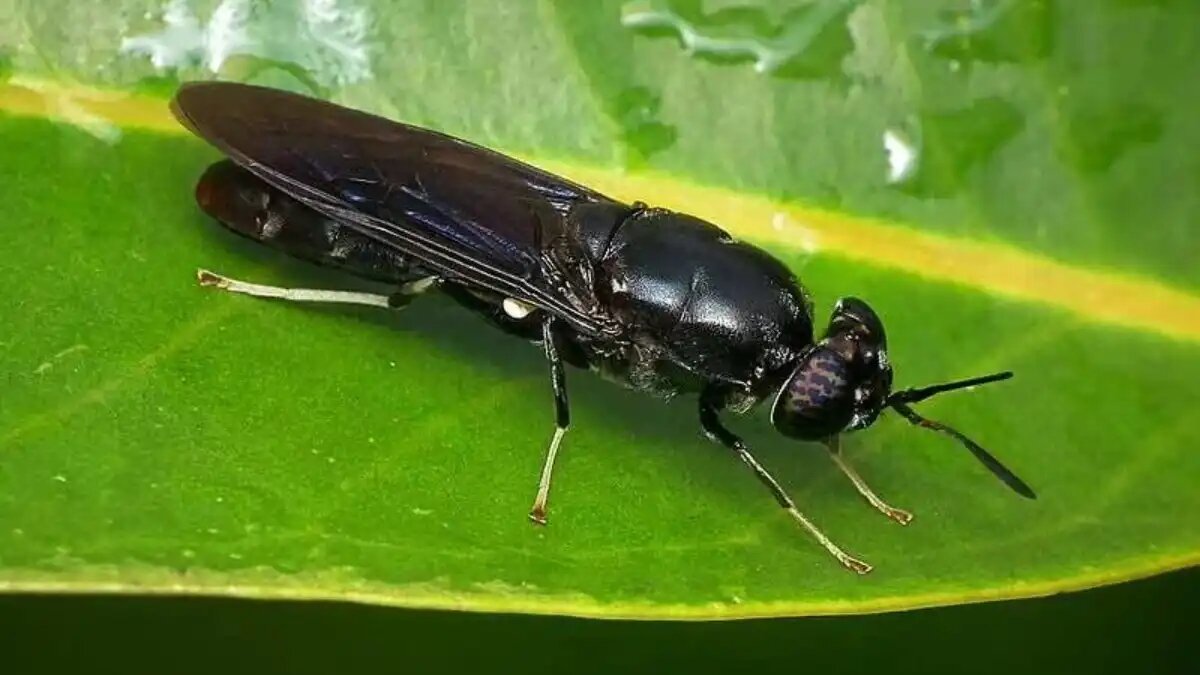 Фото:ulatbsf.wordpress.com Насекомое вошло в перечень сельхозпродукции в России