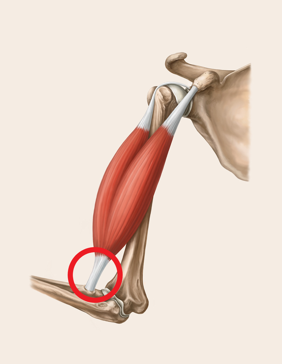 Сухожилие длинной головки двуглавой мышцы плеча