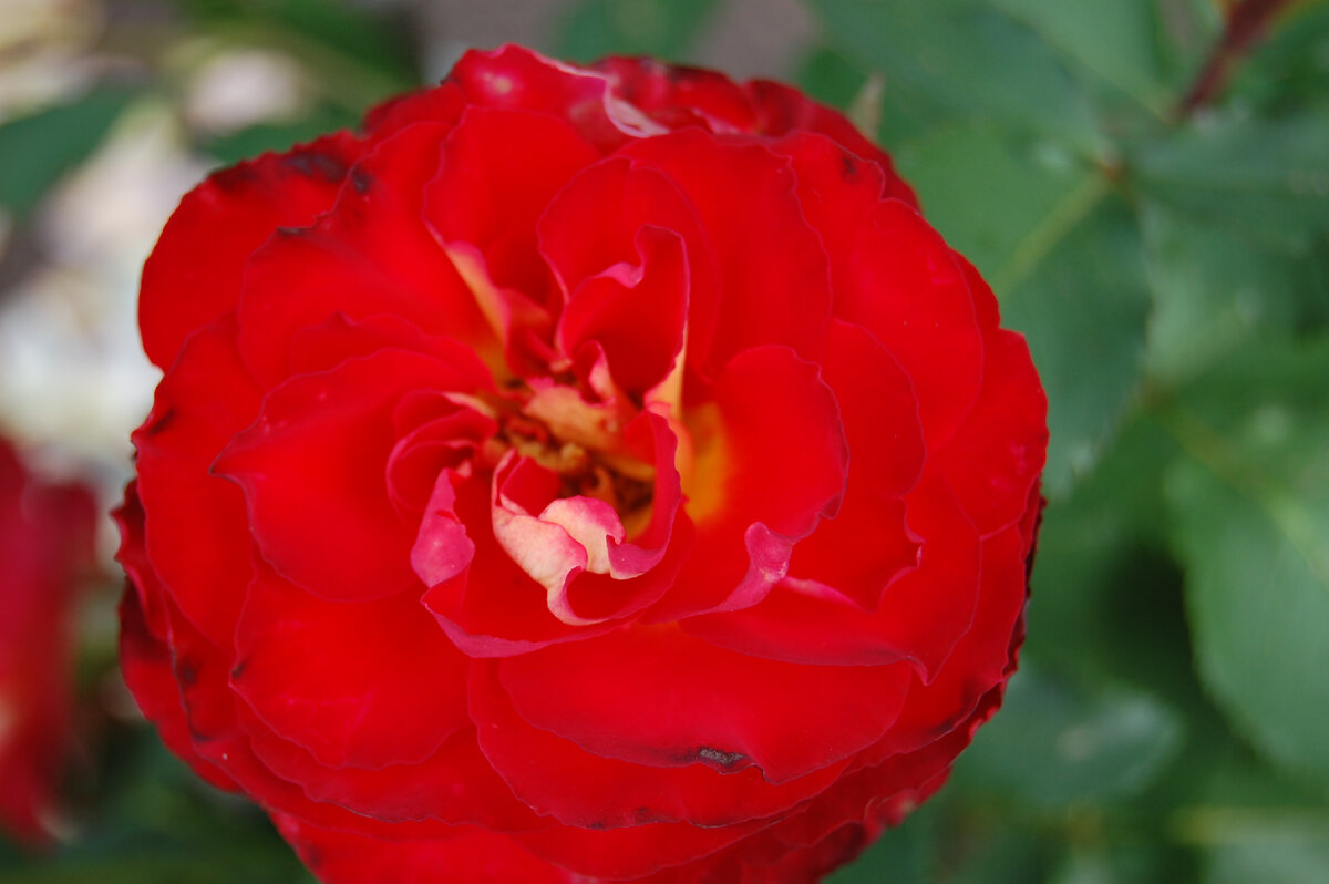 Чайно-гибридная роза «Френдшип» (Friendship)   Фото: Роман Галашев