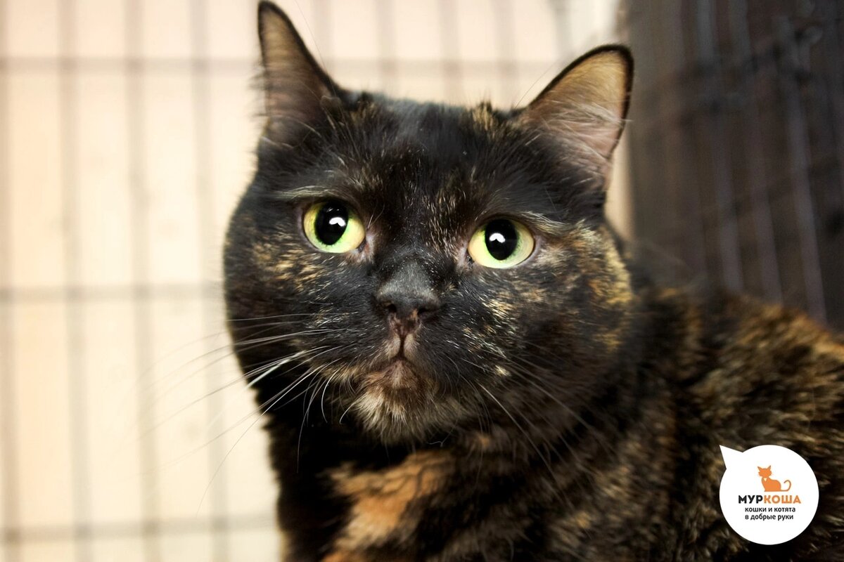 Точилка жила дома вместе с Евпатий.