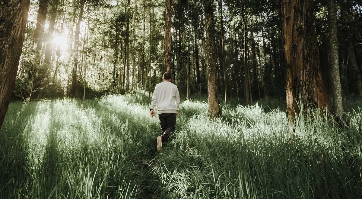 Яндекс картинки