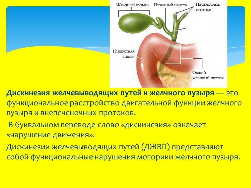 Желчный пузырь играет очень важную роль в пищеварении