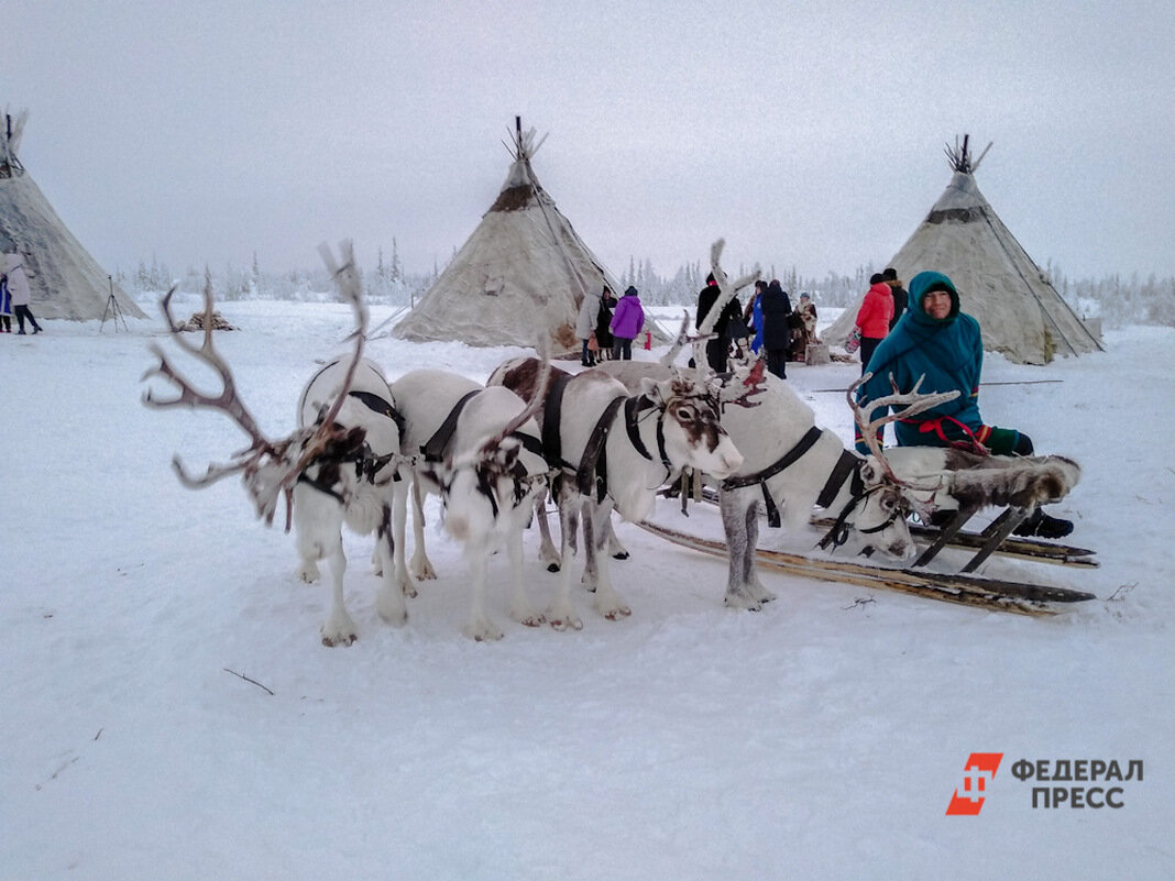 Неженатые кочевники предпочитают запрягать в нарты белых оленей.  Фото: ФедералПресс / Дарья Панкратова